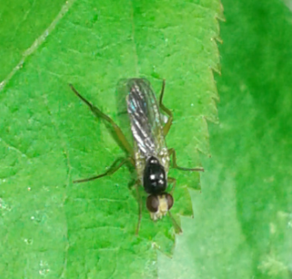 Scathophagidae : Cordilura sp. 1?